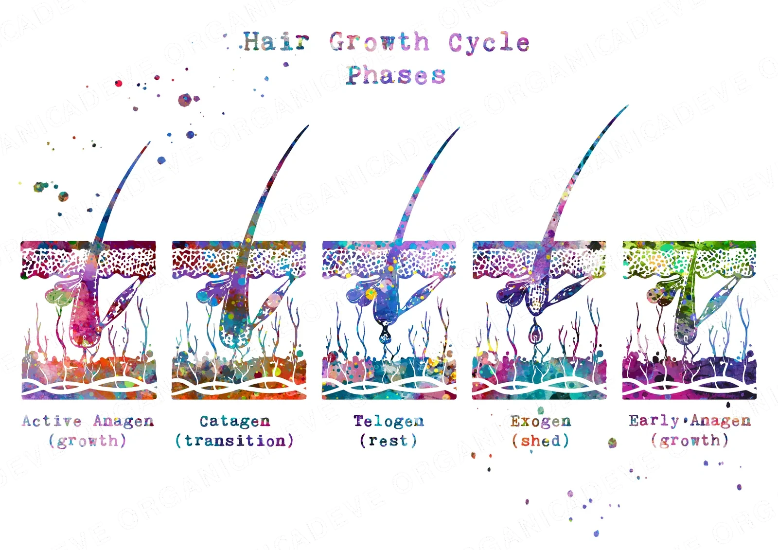 Haarwachstumszyklus – Anagen, Katagen, Telogen – Infografik ADEVE Organic Salon